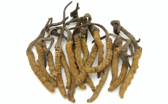Cordiceps ciuperca tibetana