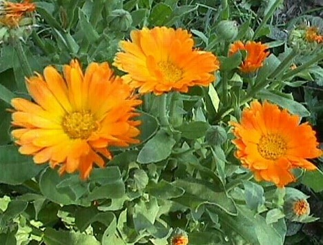 antiseptic natural