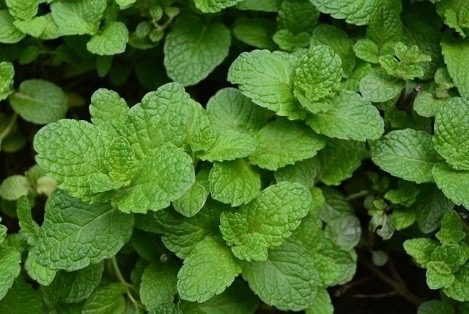 menta