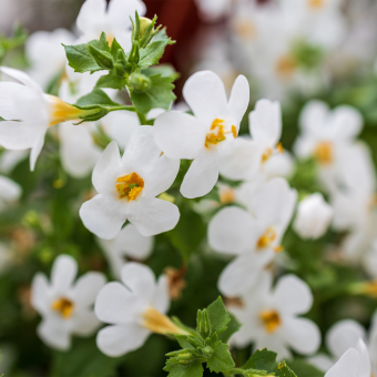 bacopa monnieri