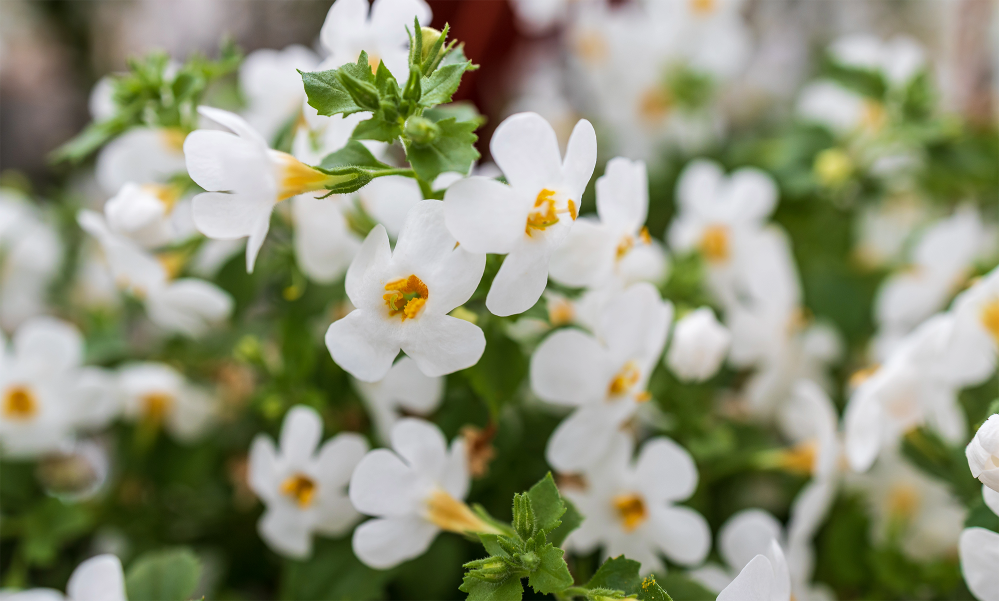 bacopa monnieri